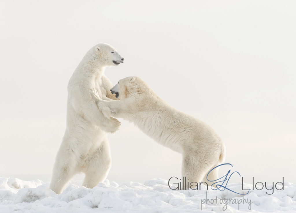 Polar bears pushing each other around at Seal River Heritage Lodge. Gillian Lloyd photo.