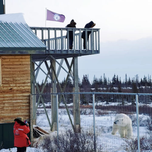 Visit from Scarbrow. Dymond Lake Ecolodge. Jenn Jenni photo.