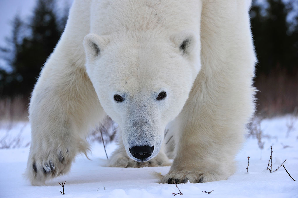 Up close and agile. Nanuk Polar Bear Lodge. Ian Johnson photo.