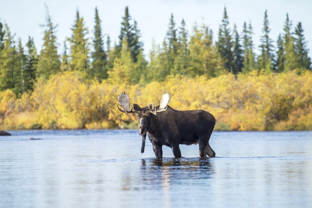 Moose walks across river at Nanuk. Temujin Johnson photo.