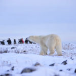 Polar bear on the ridge at Seal River Heritage Lodge. Ian Johnson photo.