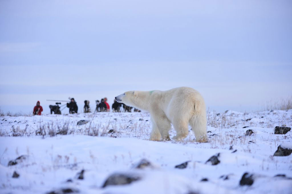 Polar bear in blue light with guests at Seal River Heritage Lodge. Ian Johnson photo.