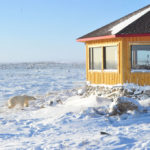 Polar bear and red fox outside Seal River Heritage Lodge in snow.