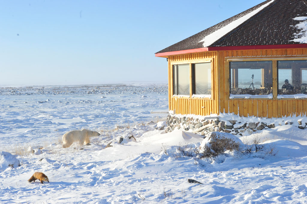 Polar bear and red fox at Seal River Heritage Lodge. Ian Johnson photo.