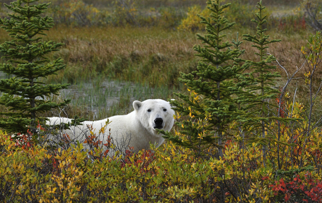 Polar bear just outside Nanuk Polar Bear Lodge on the Hudson Bay Odyssey. Ian Johnson photo.