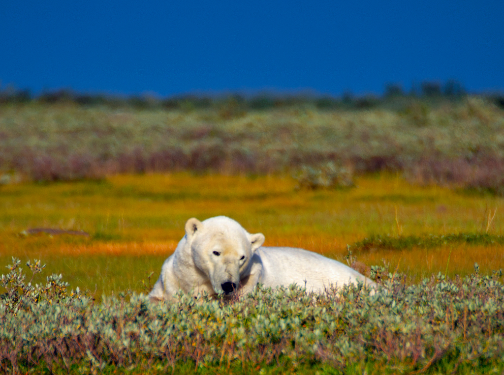 Polar bear relaxing at Nanuk Polar Bear Lodge.