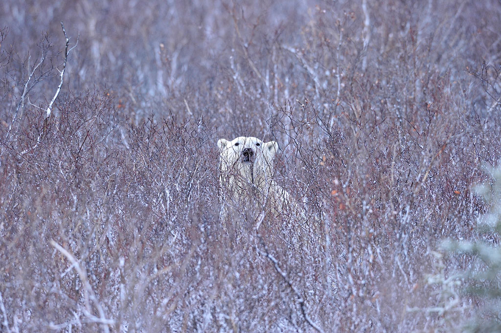Polar bear in the willows. Ian Johnson photo.
