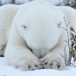 It's going to be one of those days. Polar bear with head between forearms. Nanuk Polar Bear Lodge. Ian Johnson photo.