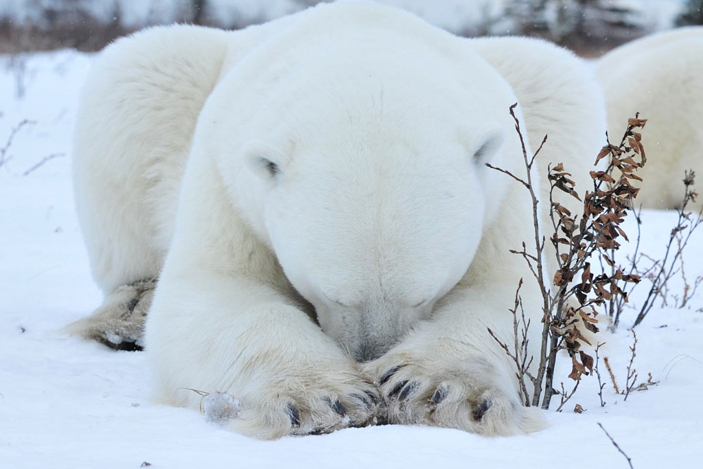 It's going to be one of those days. Polar bear with head between forearms. Nanuk Polar Bear Lodge. Ian Johnson photo.