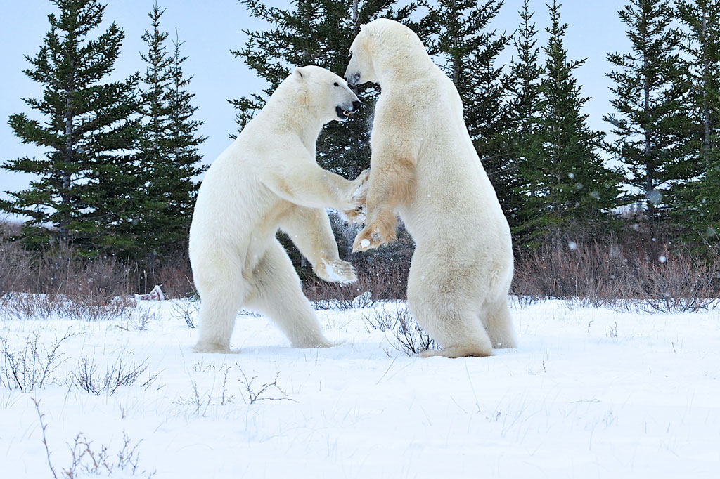 Polar bears sparring at Dymond Lake Ecolodge. Ian Johnson photo.