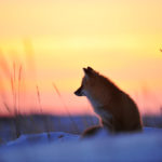 Red fox in soft light at Seal River Heritage Lodge. Ian Johnson photo.