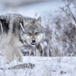 Wolf growling at Seal River Heritage Lodge. Ian Johnson photo.