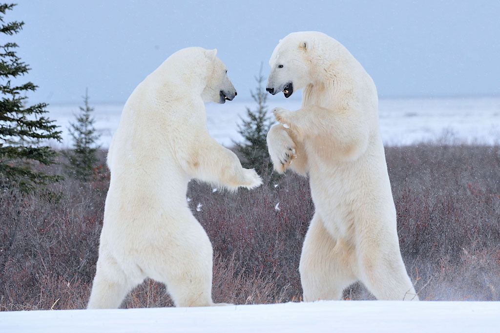 Polar bears sparring at Nanuk Polar Bear Lodge.