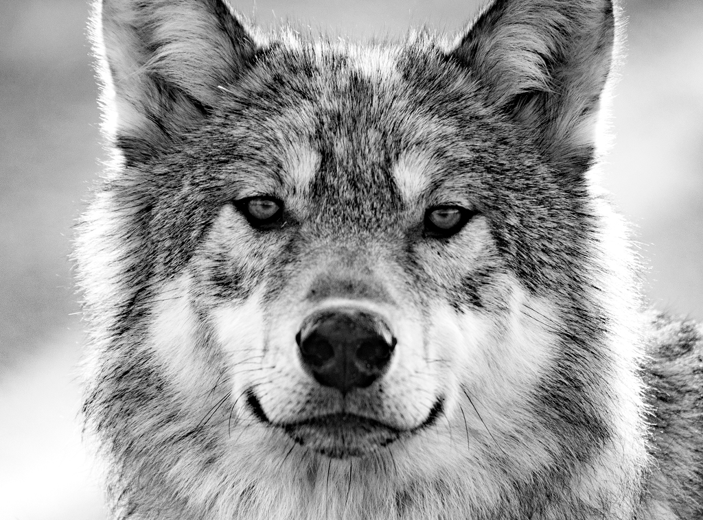 No reason to be afraid. Wolf at Nanuk Polar Bear Lodge.