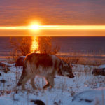 Sun setting on a wolf. Seal River Heritage Lodge. Ian Johnson photo.
