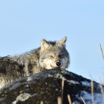 Wolf peering over rocks at Seal River Heritage Lodge. Ian Johnson photo.