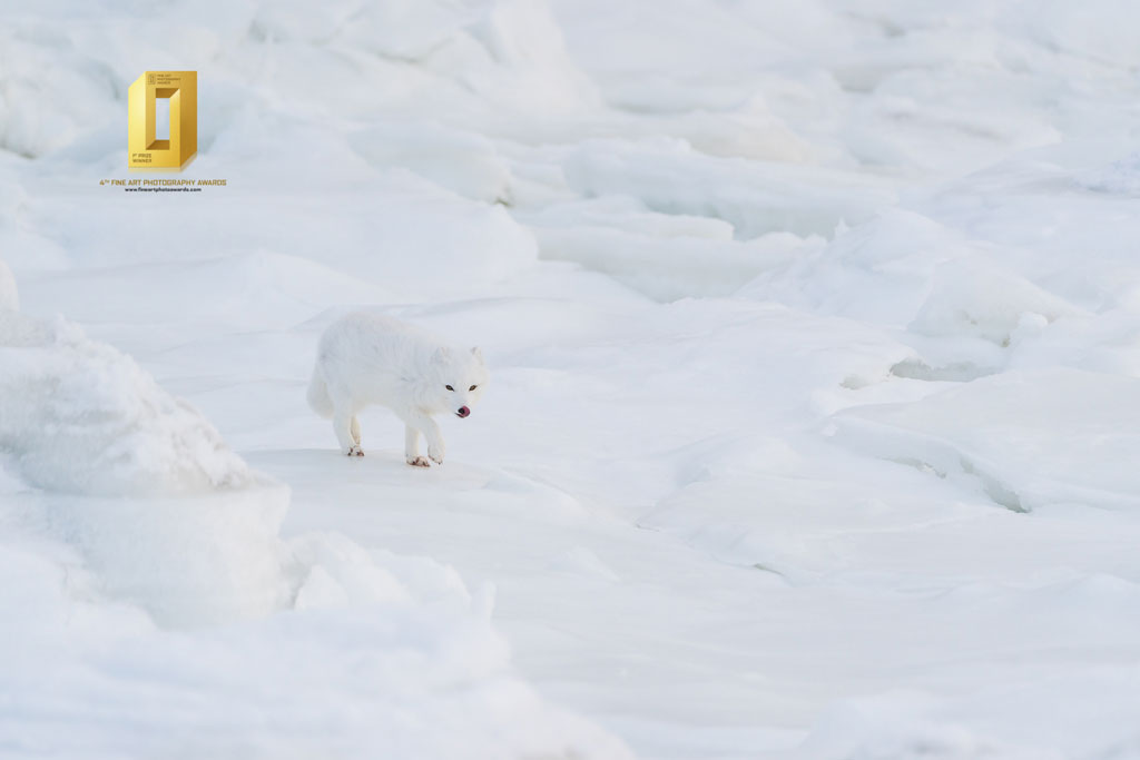 The Approach. Arctic fox at Seal River. Anthony Lau photo.