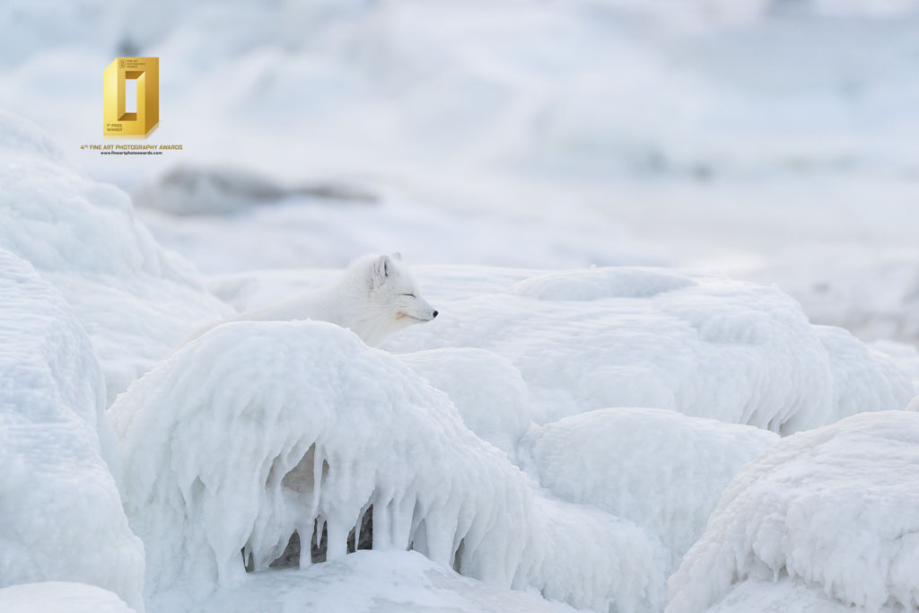 Arctic fox in a silent world of ice at Seal River. Anthony Lau photo.