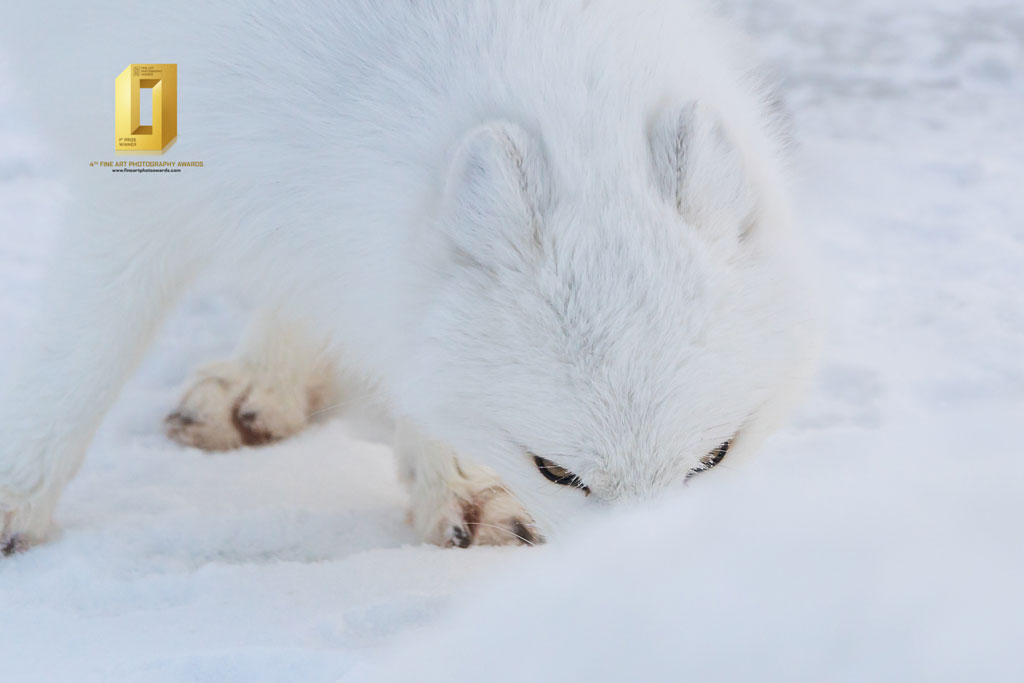 Anthony Lau Arctic fox photos taken at Seal River Heritage Lodge win Fine Art Photography Award