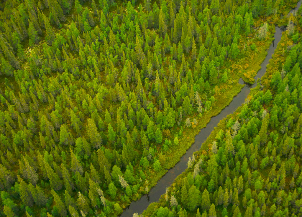 The calm and soothing boreal forest.