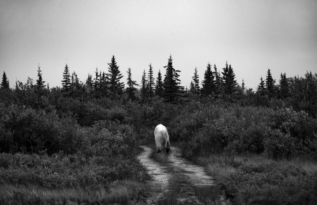 Polar bear wanders into the silent wilderness at Nanuk Polar Bear Lodge.