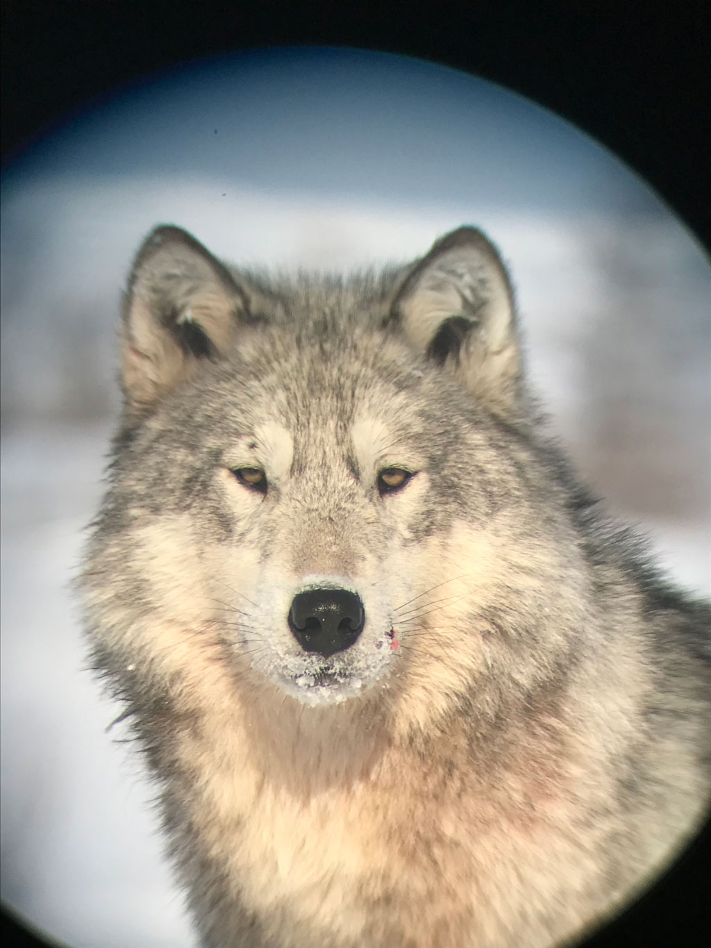 Wolf photographed on an iPhone through the scope at Nanuk Polar Bear Lodge while on the Den Emergence Quest. Jody Steeves photo.