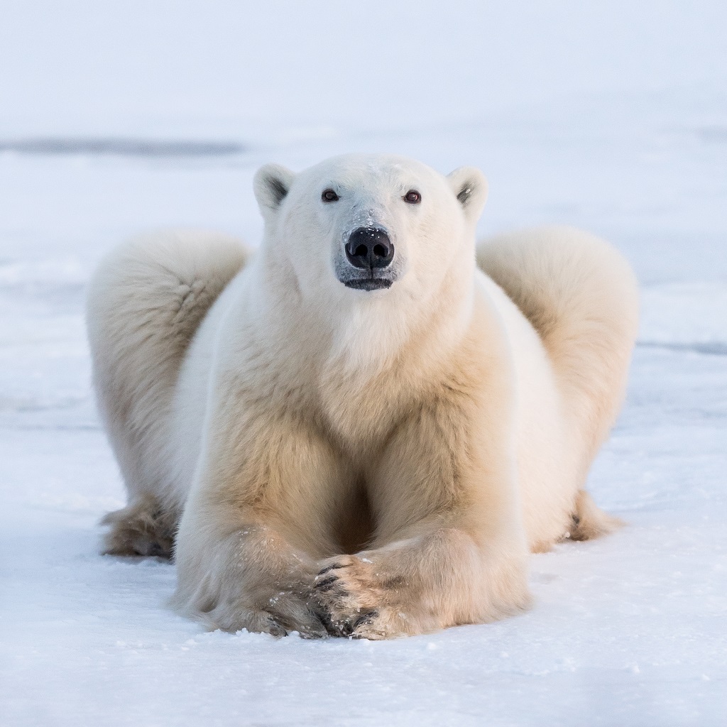 Wildlife photographer “stunned” by Nanuk Polar Bear Lodge returns as photo leader in 2019