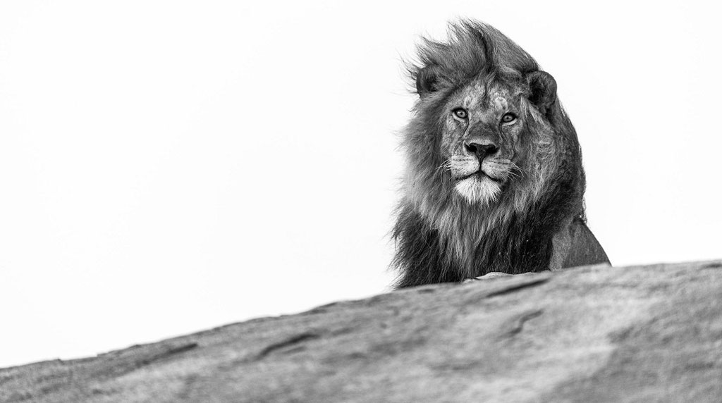 Lion. Serengeti, Tanzania.