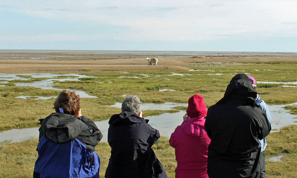 Guests photographing polar bears at Nanuk Polar Bear Lodge.
