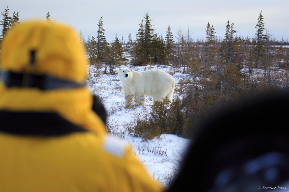Guests photographing a polar bear on the Great Ice Bear Adventure at Dymond Lake Ecolodge. 