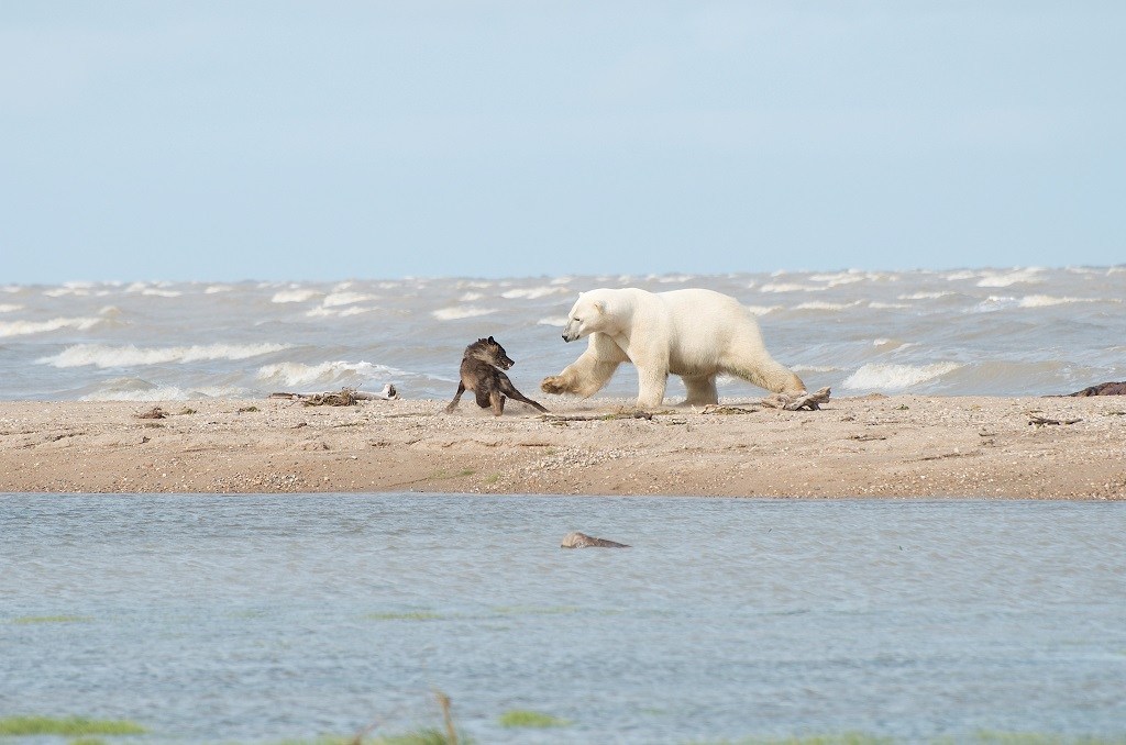 Polar bear swats at wolf on the Hudson Bay Odyssey at Nanuk Polar Bear Lodge. Photo by guest Anne Bastien.