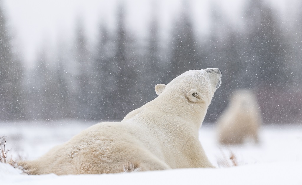 Polar bears under light snow at Nanuk Polar Bear Lodge.