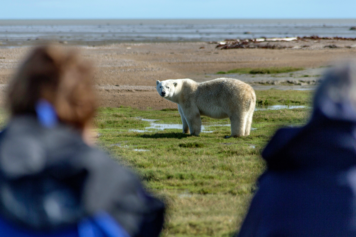 Guests photographing a polar bear at Nanuk Polar Bear Lodge on the Hudson Bay Odyssey. Robert Postma photo.