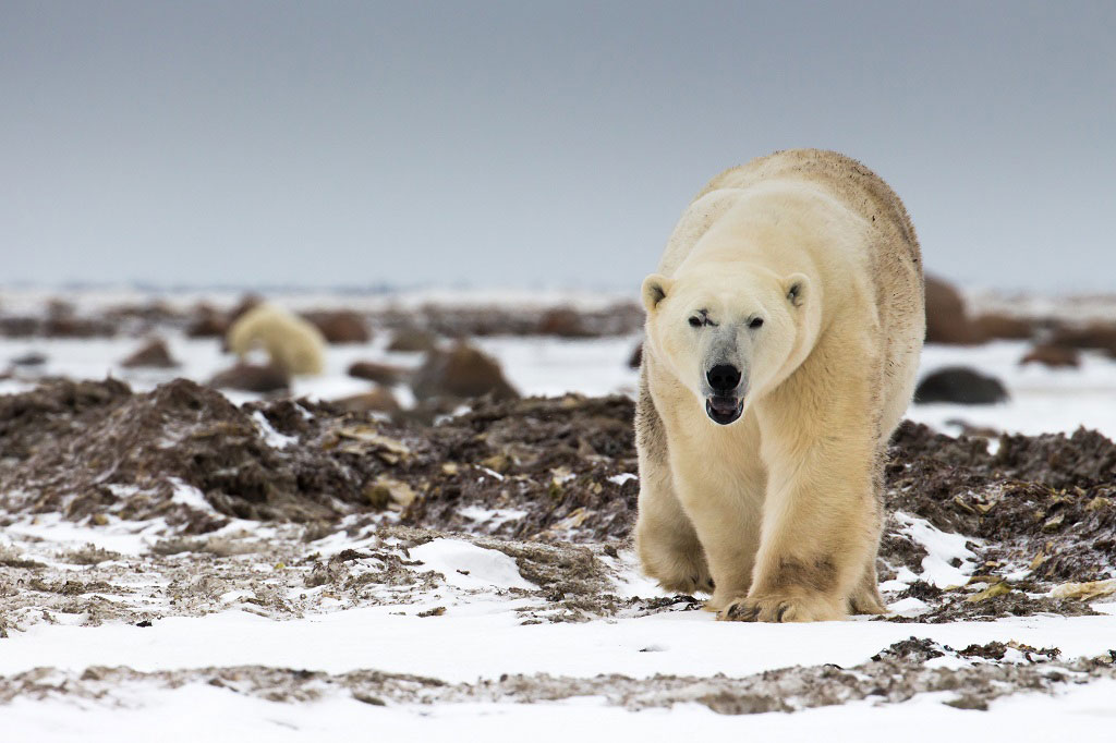 Semi-resident polar bear Scarbrow likes Dymond Lake Ecolodge best. Tania Watene photo.
