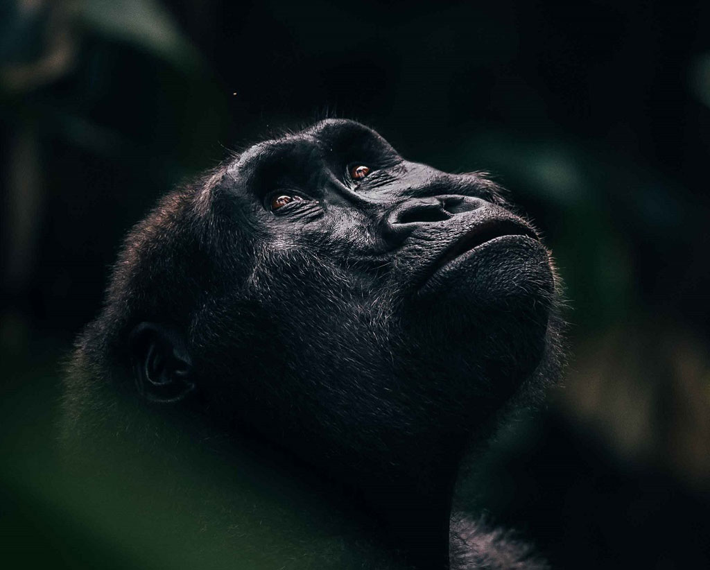 Western Lowlands Gorilla. Republic of Congo. 