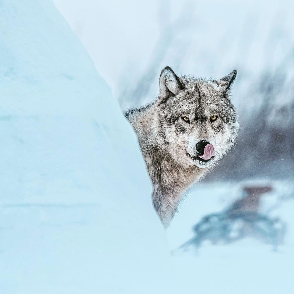 Alpha wolf at Nanuk Polar Bear Lodge. Jad Davenport photo.