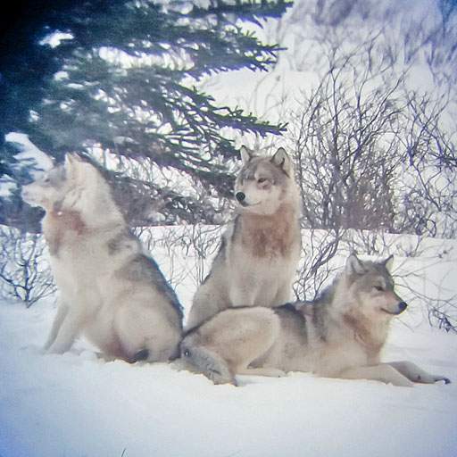 Wolves photographed on an iPhone through the scope at Nanuk Polar Bear Lodge on the Den Emergence Quest. Photo by guest Sue Chadwick.