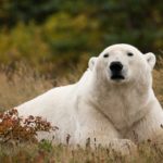 Hon. Mention - Polar Bears - Alisa Houpt - Hudson Bay Odyssey