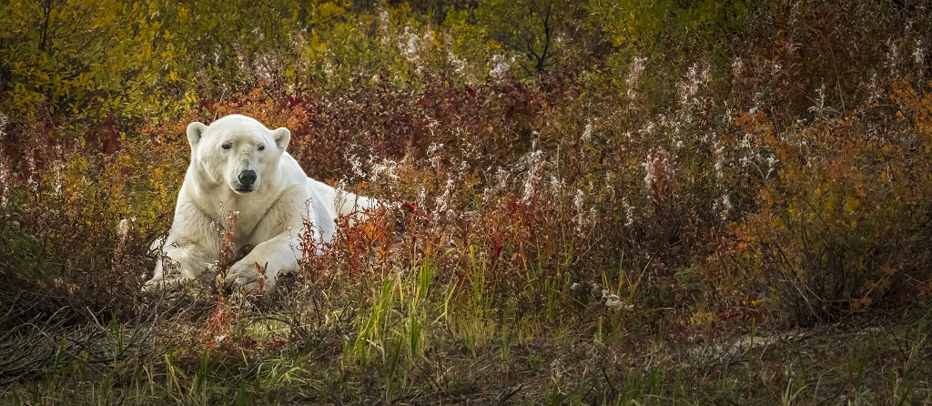 Polar bear in fall colours. Hudson Bay Odyssey. Steve Sinnock photo. 