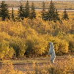 Hon. Mention - Polar Bears - Susan Jenkins - Hudson Bay Odyssey
