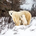 Hon. Mention - Polar Bears - Virginia Huang - Den Emergence Quest
