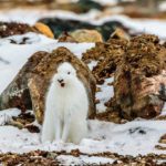 Hon. Mention - Wildlife - John Preston - Polar Bear Photo Safari