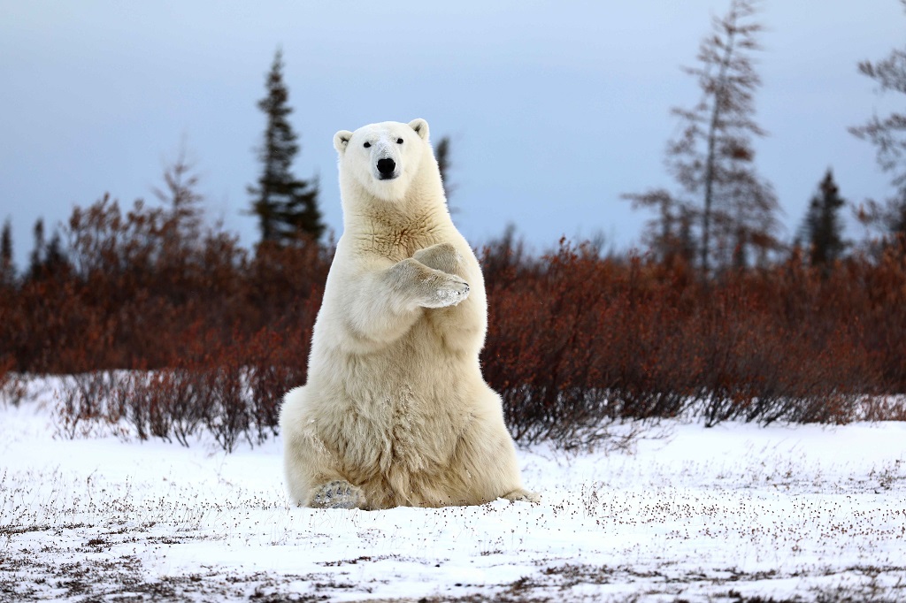 Polar bear greeting guests on the Great Ice Bear Adventure. Teresa McDaniel photo. 1st Place, Polar Bears, 2018 Churchill Wild Guest Photo Contest. 