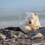 2nd Place - Polar Bears - Trisha Lavin - Polar Bear Photo Safari at Nanuk