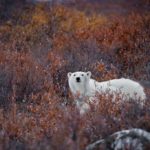 3rd Place - Polar Bears - Fabienne Jansen - Polar Bear Photo Safari