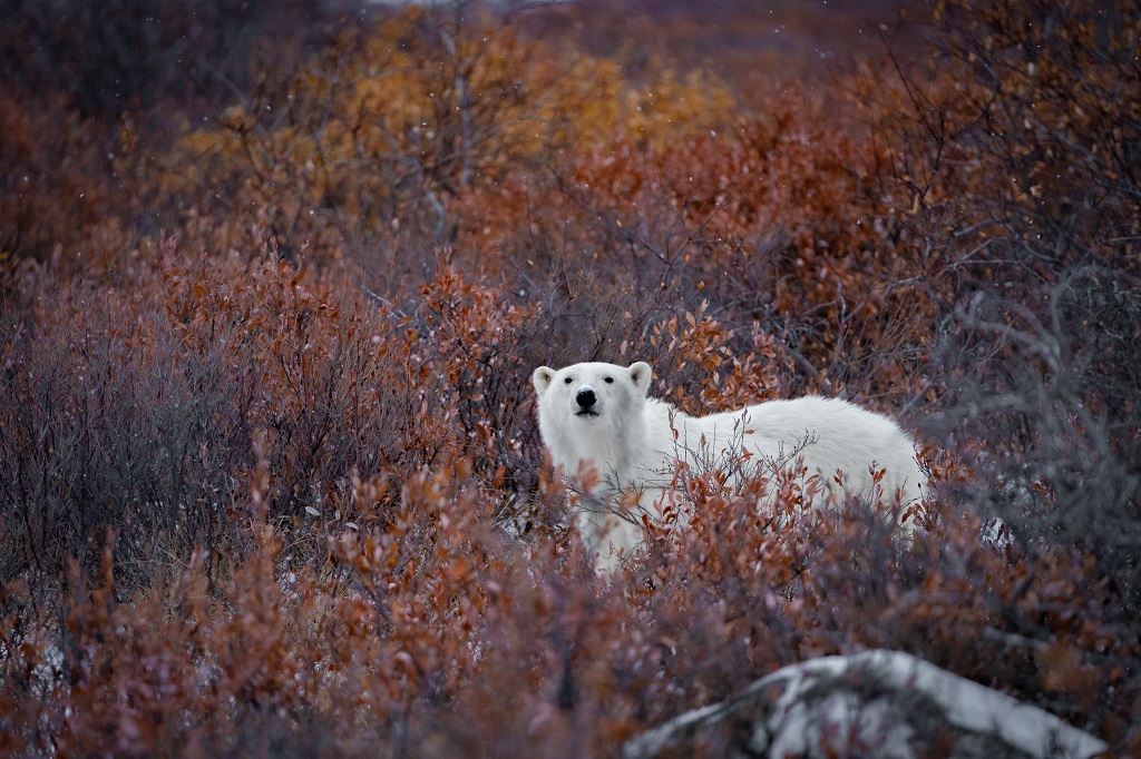 Polar bear in the willows. Polar Bear Photo Safari. Fabienne Jansen photo.