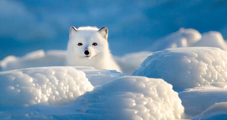 Arctic Fox Fun Facts - Churchill Wild Polar Bear Tours