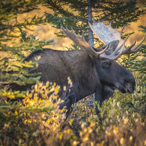 2nd Place - Wildlife - Steve Sinnock - Hudson Bay Odyssey