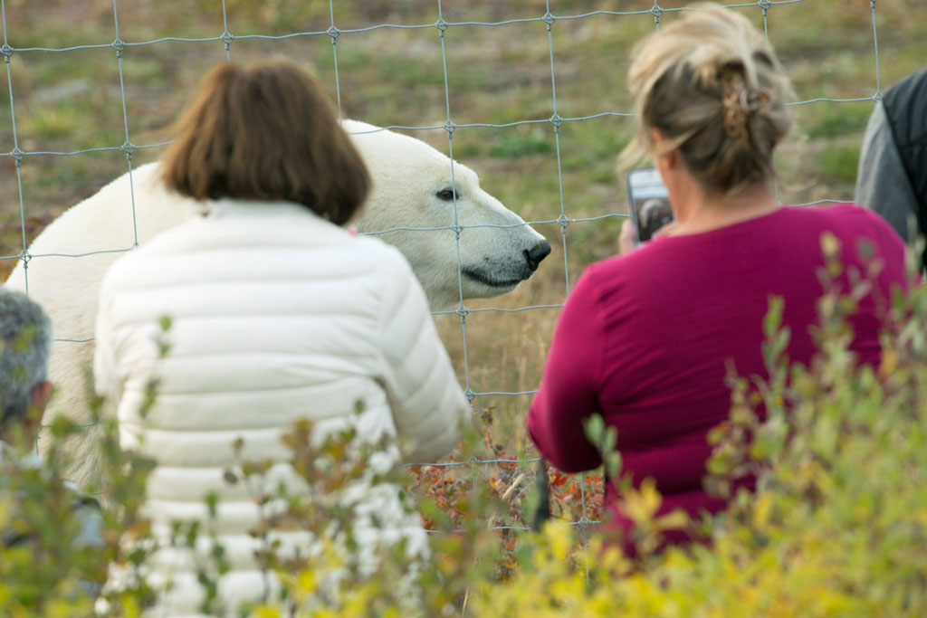 Polar bear safety procedures and protocols are a top priority at Churchill Wild. Robert Postma photo.