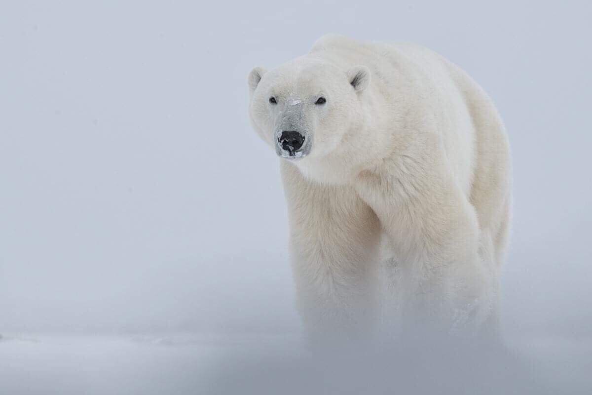From storm chasing to polar bears, Postma returns for 6th year at Churchill Wild